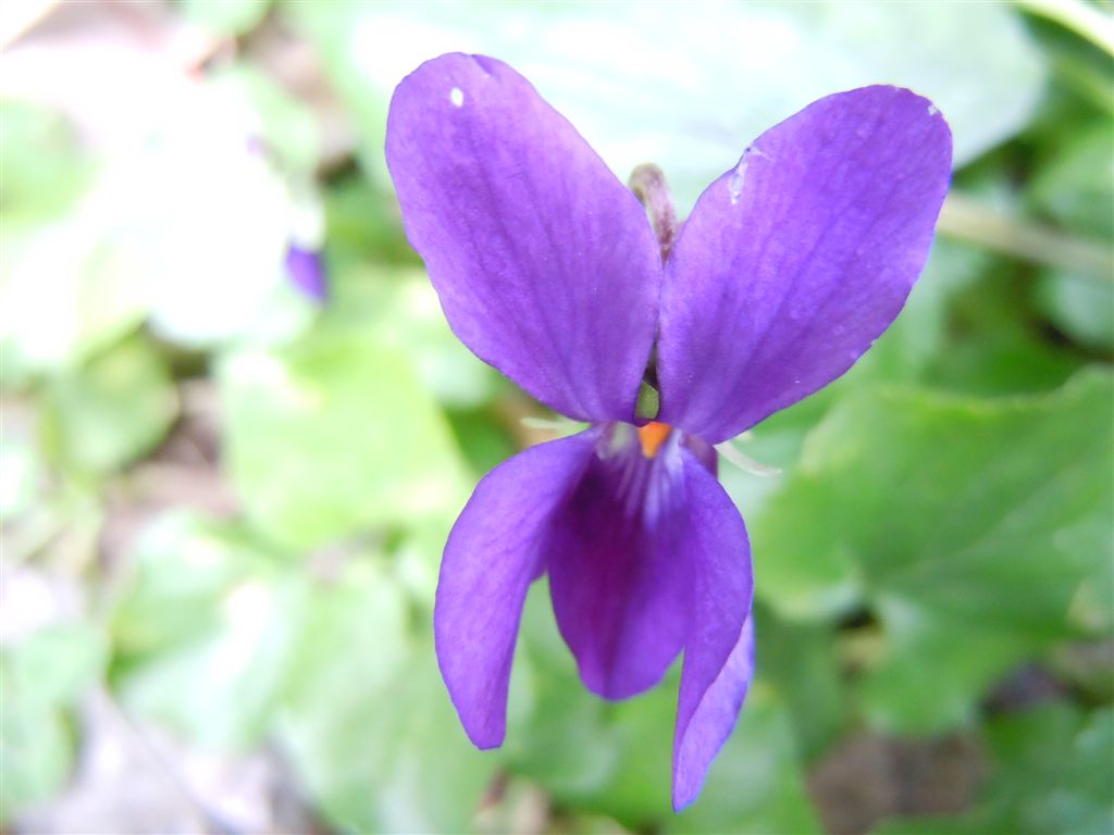 Viola odorata?